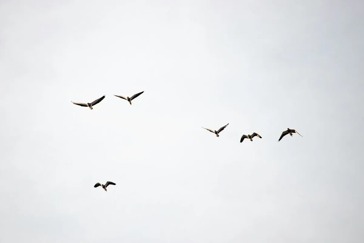 Flock of birds flying in a sky with white clouds