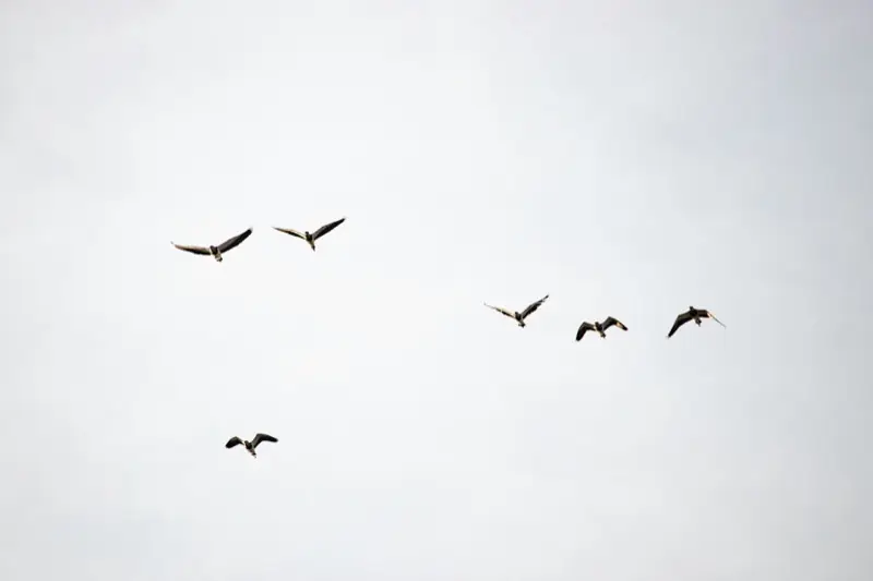 Stormo di uccelli in volo nel cielo con nuvole bianche